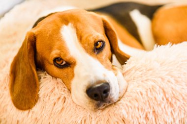 Beagle dog tired sleeps on a fluffy dog bed curled. Pet in home concept