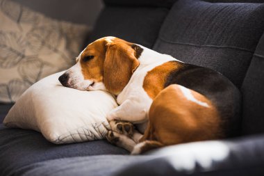 Funny Beagle dog tired sleeps on pillow on couch. Pet on furniture concept.