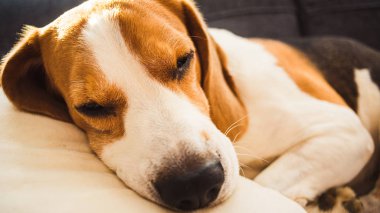 Funny Beagle dog tired sleeps on pillow on couch. Pet on furniture concept.