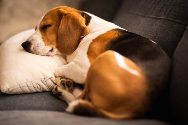 Funny Beagle dog tired sleeps on pillow on couch. Pet on furniture concept. clipart