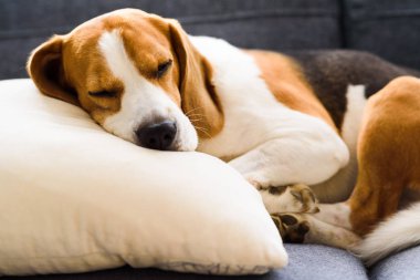 Funny Beagle dog tired sleeps on pillow on couch. Pet on furniture concept.