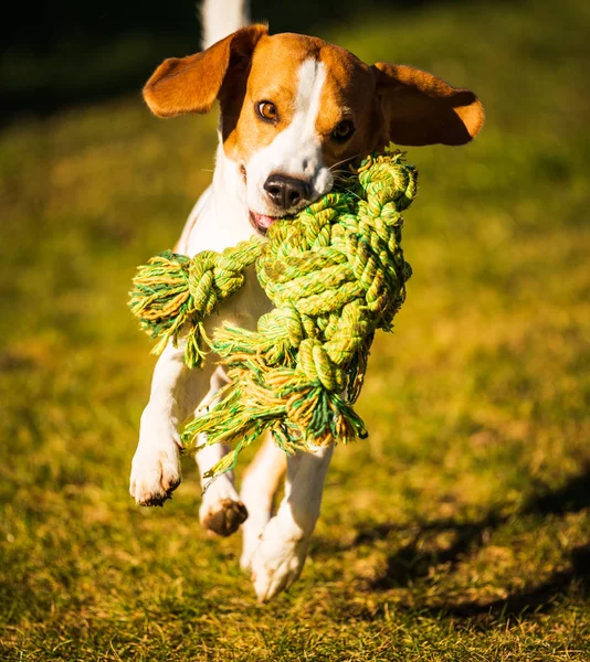 Beagle dog jumping and running with a rope toy outdoor towards the camera — 스톡 사진
