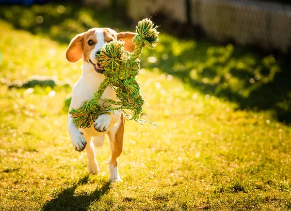 Beagle dog jumping and running with a rope toy outdoor towards the camera — Stockfoto