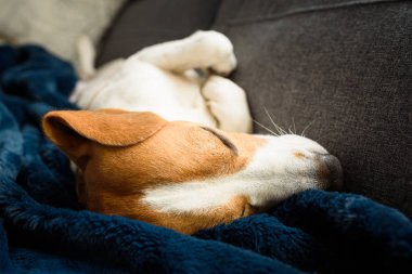 Beagle dog tired sleeps on a couch in funny position.