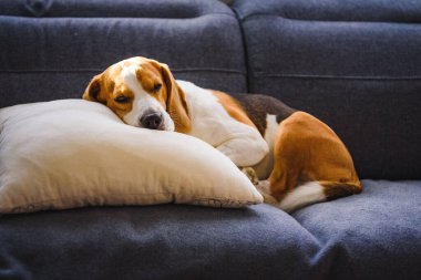 Beagle dog tired sleeps on a couch in funny position.