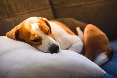 Beagle dog tired sleeps on a couch in funny position.