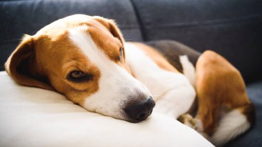 Beagle dog tired sleeps on a couch in funny position.