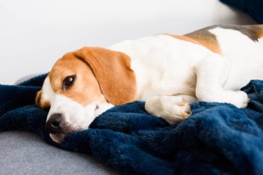 Beagle dog tired sleeps on a couch in funny position.