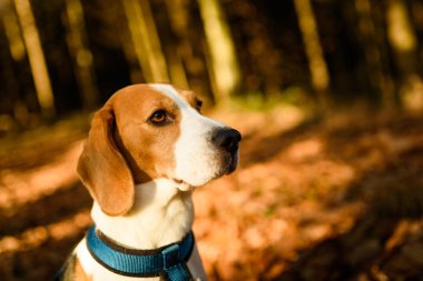 The beagle dog in sunny autumn forest. Alerted hound portrait. Listening to the woods sounds.