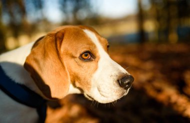 The beagle dog in sunny autumn forest. Alerted hound portrait. Listening to the woods sounds.