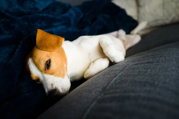 Cão beagle cansado dorme em um sofá em posição engraçada . — Fotografia de Stock