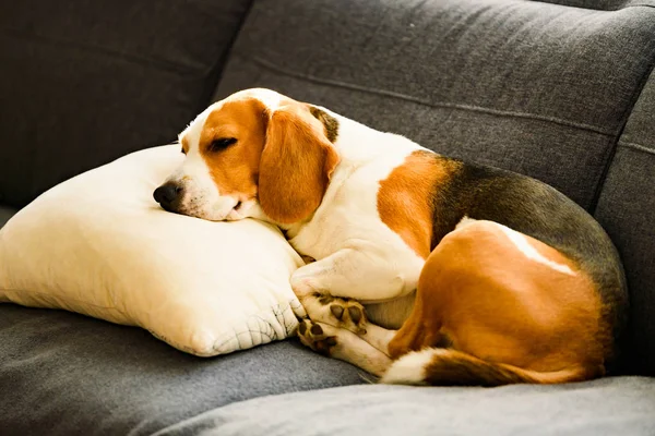 Усталый пёс спит на диване в смешном положении. . — стоковое фото