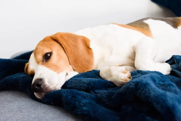 Beagle dog tired sleeps on a couch in funny position. — ストック写真