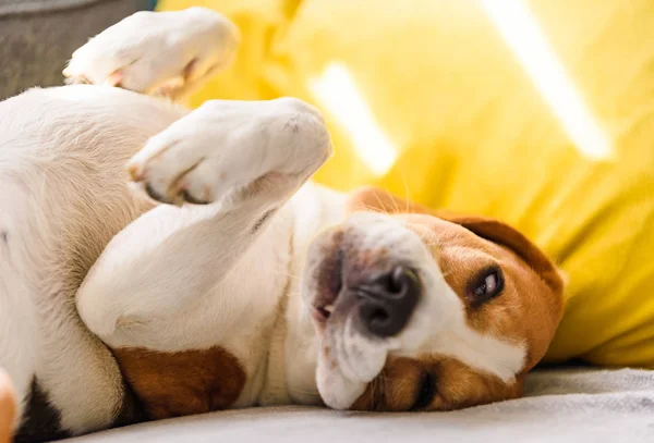 Beagle dog tired sleeps on a couch in funny position. — Stock Photo, Image