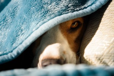 Lazy and sleepy beagle dog under a blue blanket on a bed. Sunny day at home background.