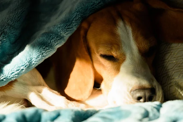 Lazy and sleepy beagle dog under a blue blanket on a bed. Sunny day at home background.