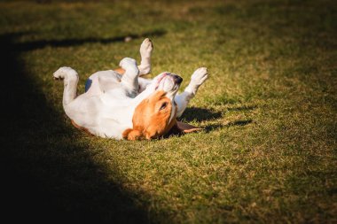 Beagle wallow and roll on grass. Dog has relaxation time lying down on green grass in sun.
