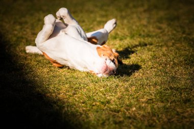 Beagle wallow and roll on grass. Dog has relaxation time lying down on green grass in sun.