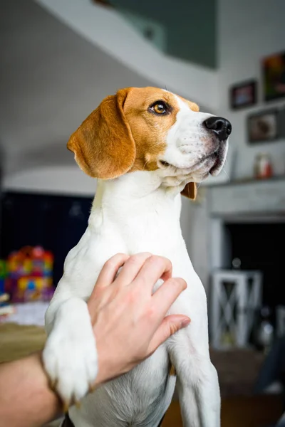 Owner pet a beagle dog. Scratching dog chest.