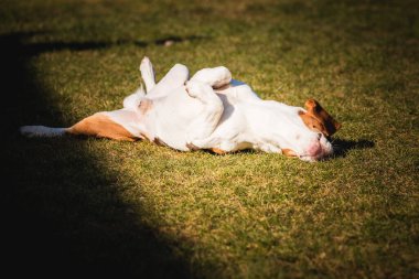 Beagle wallow and roll on grass. Dog has relaxation time lying down on green grass in sun.