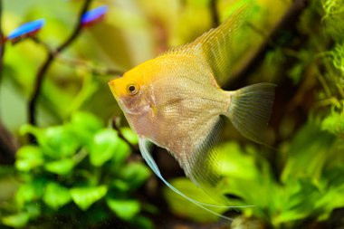 Pterophyllum Scalare akvaryum suyunda, sarı melek balığı