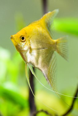 Pterophyllum Scalare akvaryum suyunda, sarı melek balığı