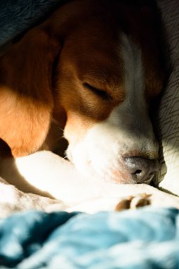 Beagle dog sleeping at bed in bright interior. Pet at home concept