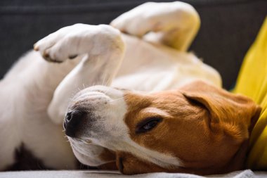Beagle dog tired sleeps on a couch in funny position.