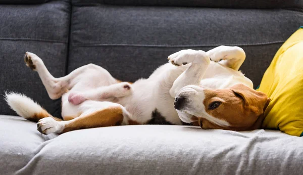 Cão beagle cansado dorme em um sofá em posição engraçada . — Fotografia de Stock