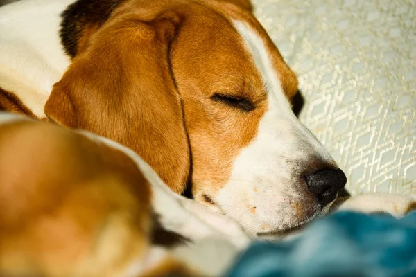 Beagle perro durmiendo en la cama en el interior brillante. Mascota en casa concepto —  Fotos de Stock