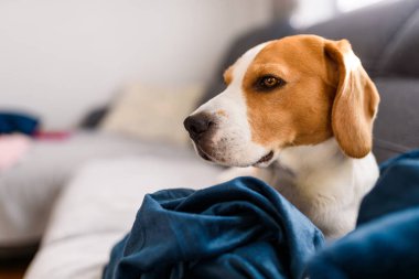 Beagle köpek üzgün gözleri büyük burun. Portre, Kopyalama alanı