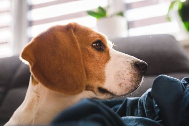 Beagle köpek üzgün gözleri büyük burun. Portre, Kopyalama alanı