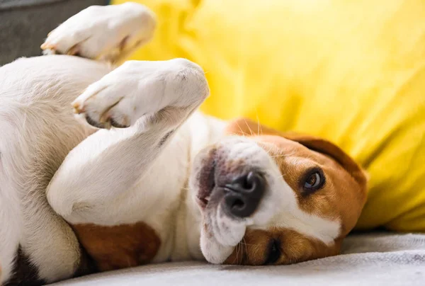 Cão beagle cansado dorme em um sofá em posição engraçada . — Fotografia de Stock