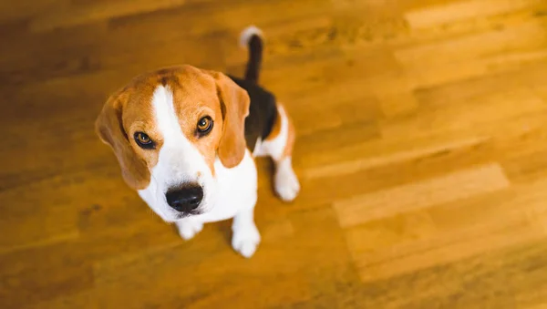Beagle dog sitting on wooden floor looking up. Sad eyes background — Zdjęcie stockowe