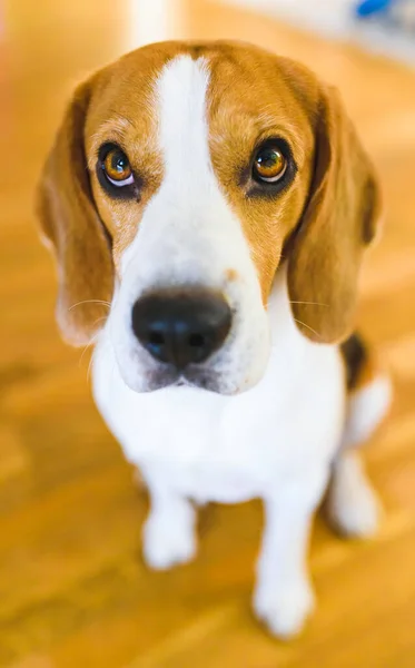 Perro Beagle sentado en el suelo de madera mirando hacia arriba. Triste fondo de ojos — Foto de Stock