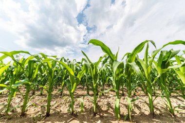 Corn field in a sun