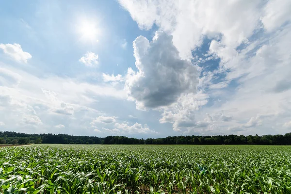 Corn field in a sun — Stockfoto