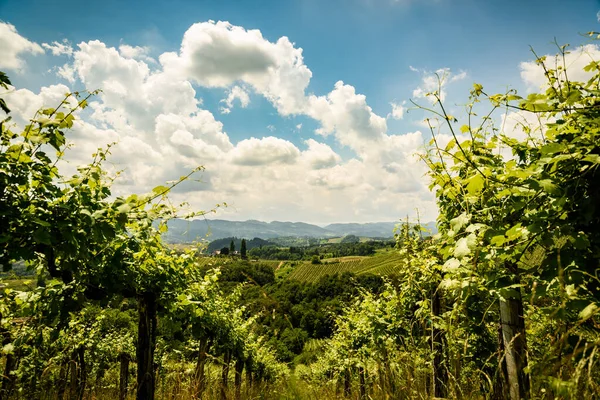 Herzerl Strasse, vineyards in summer, Spicnik — Stock Fotó