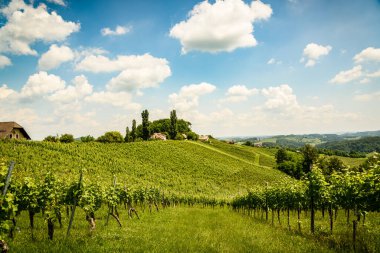 Herzerl Strasse, vineyards in summer, Spicnik