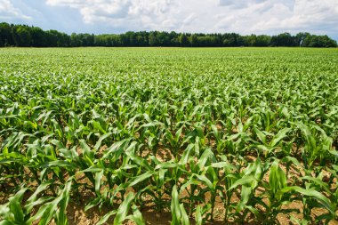 Corn field in a sun