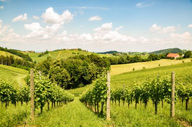 Herzerl Strasse, vineyards in summer, Spicnik