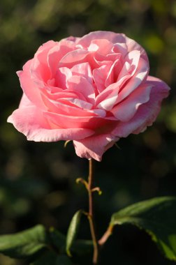 pembe gül çiçeği