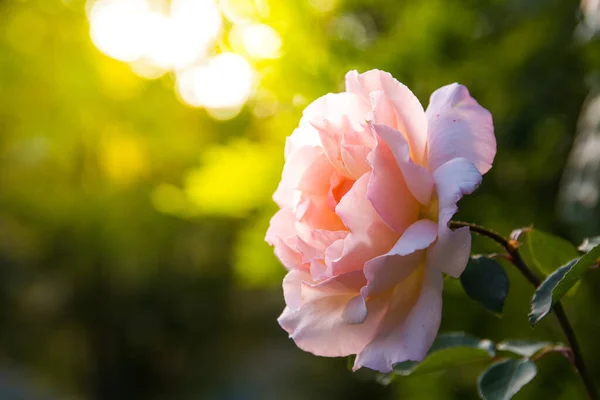 Rosa Rosenblüte — Stockfoto