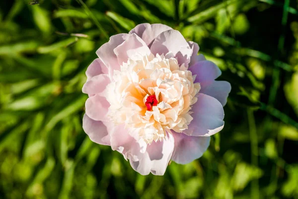 Roze bloem op een groen — Stockfoto