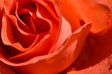 Red rose flower cover whole screen