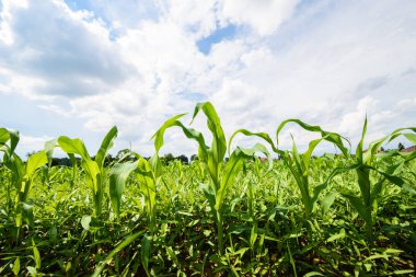 Corn field in a sun