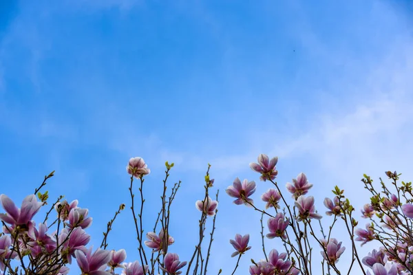 Magnolia różowy kwiat drzewo — Zdjęcie stockowe