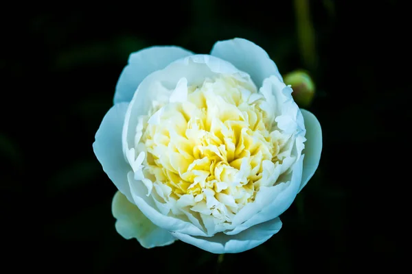 White blue flower on a green — Stockfoto