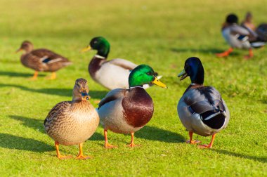Wild ducks Mallard Anas platyrhynchos standing on the shore, female wild duck outside summer.