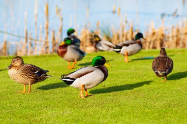 Wild ducks Mallard Anas platyrhynchos standing on the shore, female wild duck outside summer.